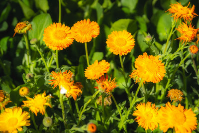 Calendula Essential Oil