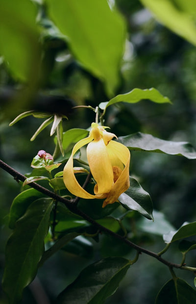 Ylang Ylang Essential Oil