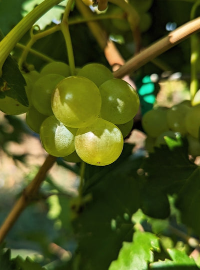Grapeseed Extract